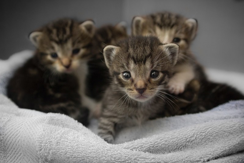 close up of several tabby kittens snuggled together on a blanket, snuggly kittens 4k