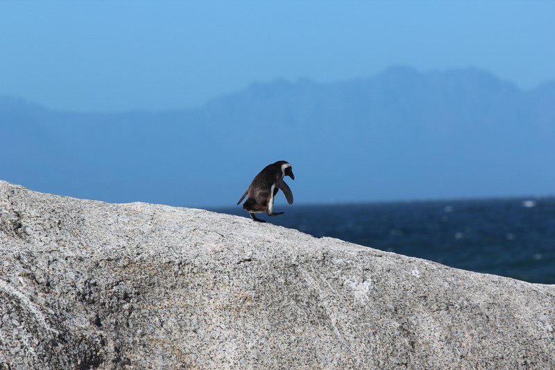 small penguin walks on the big rock at boulders beach, penguin walks on rock 4k