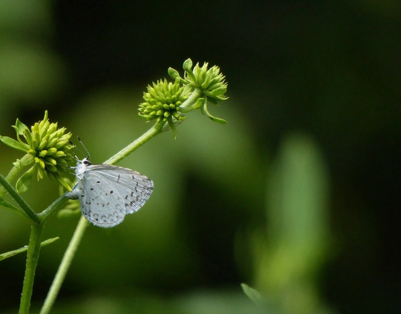 a white butterfly sitting on a green flower head, white butterfly 4k