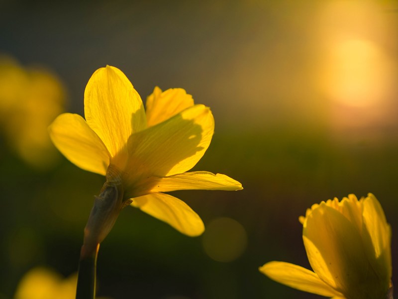 sunshine nature yellow and flower 4k