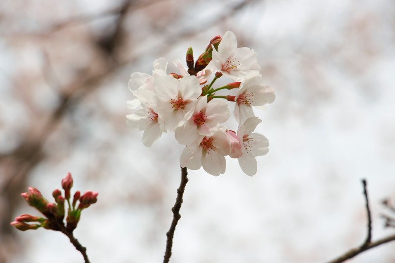 cherry blossom and shanghai botanical garden 4k