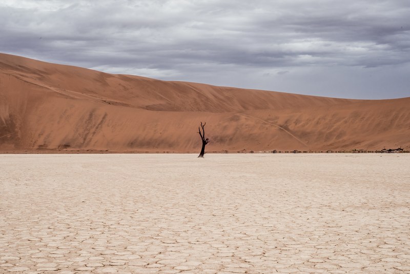 single desolate tree in cracked sand floor of deadvlei hiking trail, tree in the desert 4k