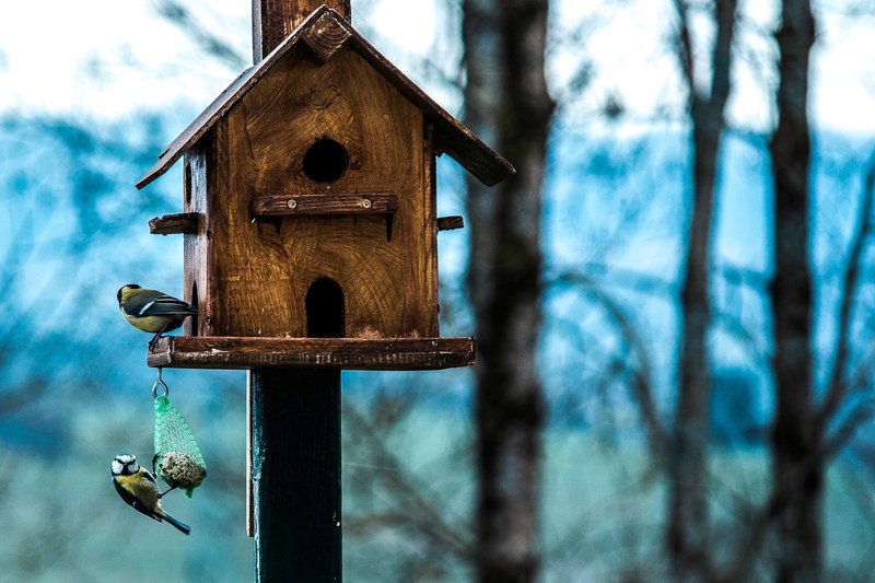 france sparrow winter and nature 4k