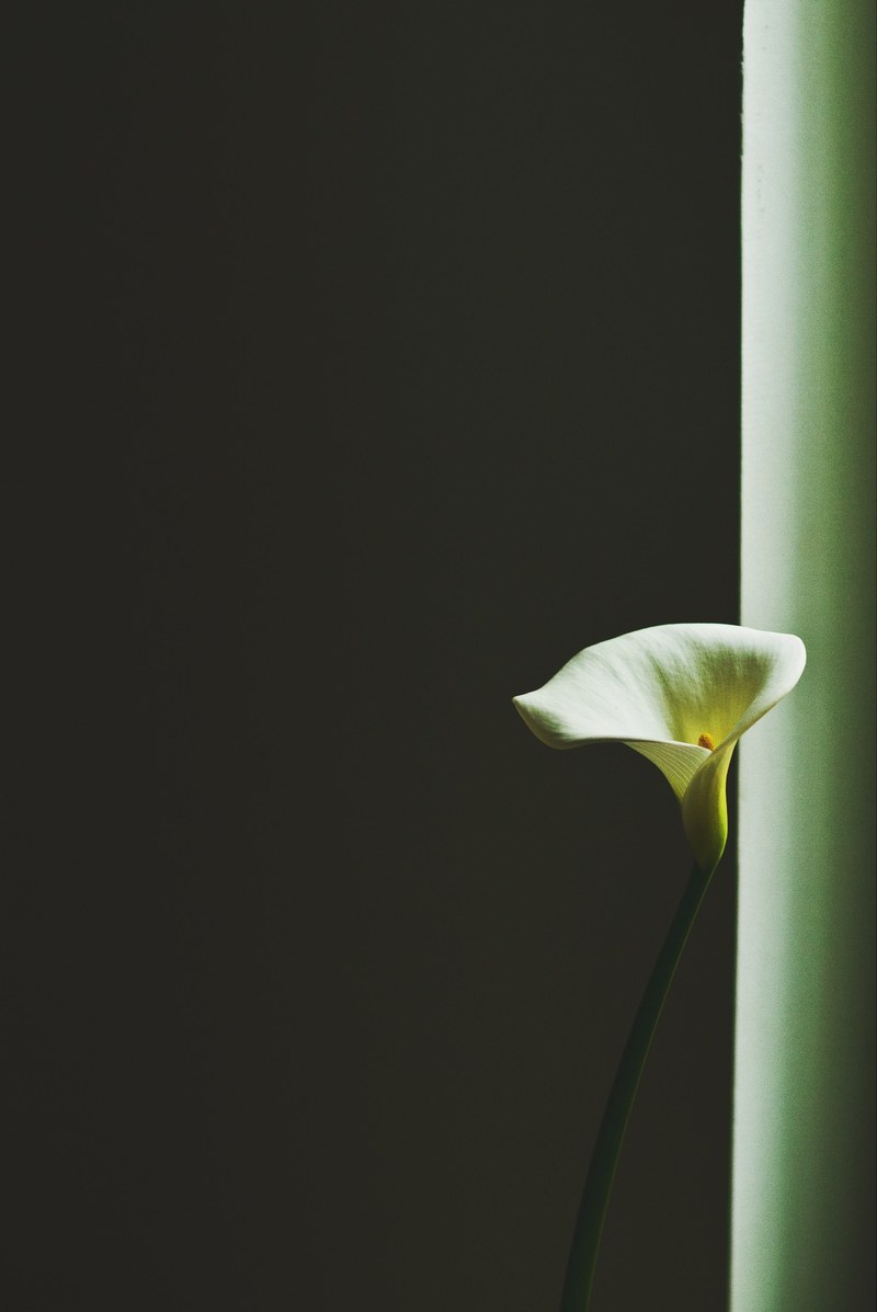 close up of an elegant white bell shaped flower against a dark background, graceful bell shaped flower 4k