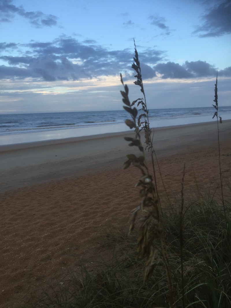 sea oat grass ocean and beach hd, 4k