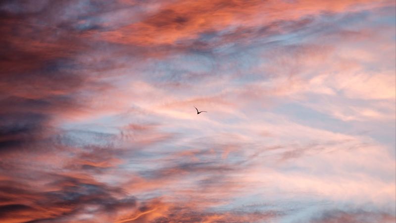 bird, sky, clouds, flight, 4k