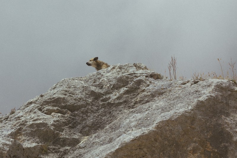 a wild dog on top of a rocky ledge looking off into the distance, call of the wild 4k