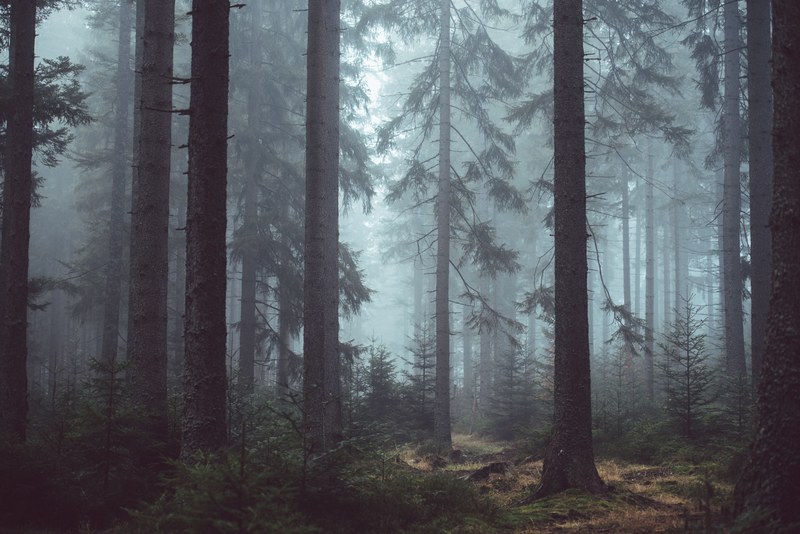 mist in an evergreen forest in umava national park, mist among tall trees 4k