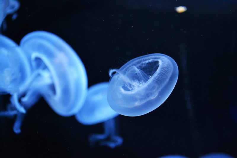 jellyfish sea ocean and water 4k