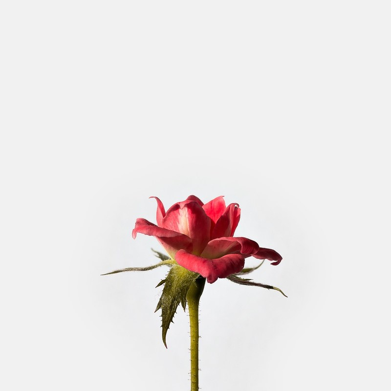 flower rose red and bloom hd, 4k