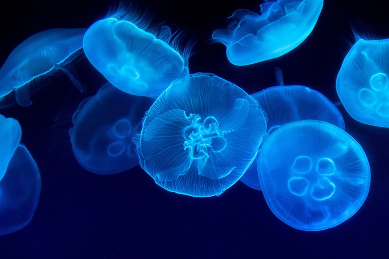 jellyfish sea blue and underwater 4k