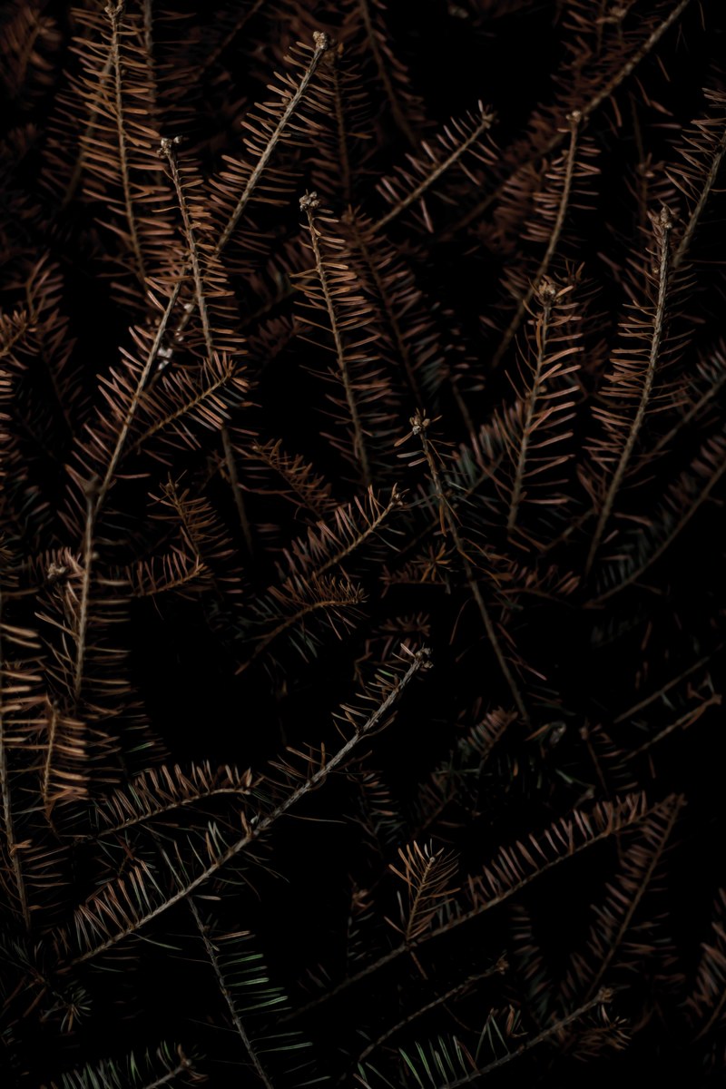 tree pine evergreen and pine tree hd, 4k