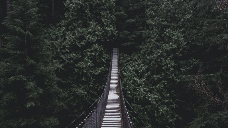bridge, hanging bridge, trees, 4k