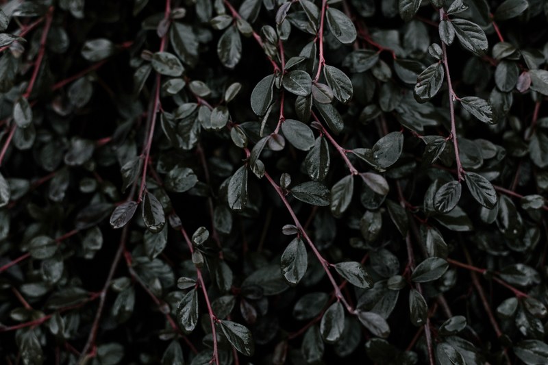 deep green 4k