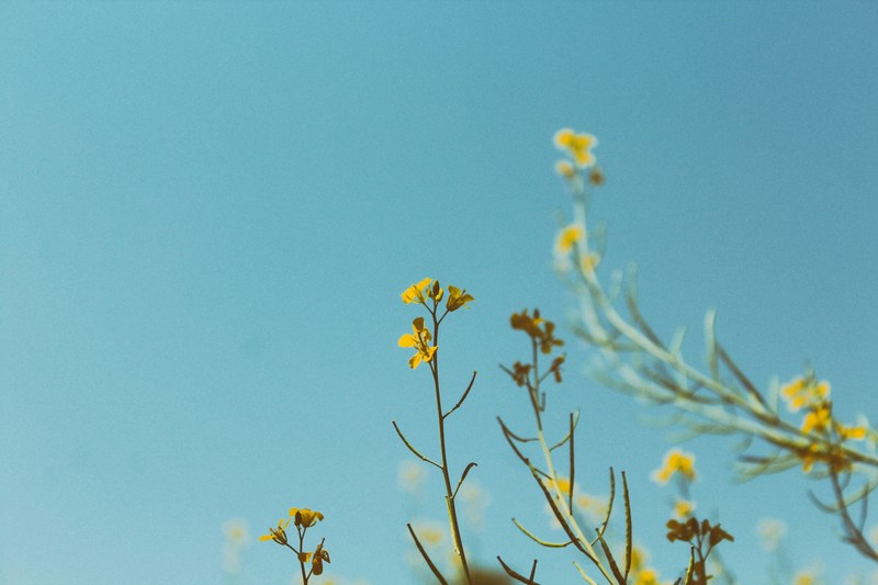 rapeseed plants and flowers with clear blue sky background pleiku, rapeseed flowers 4k