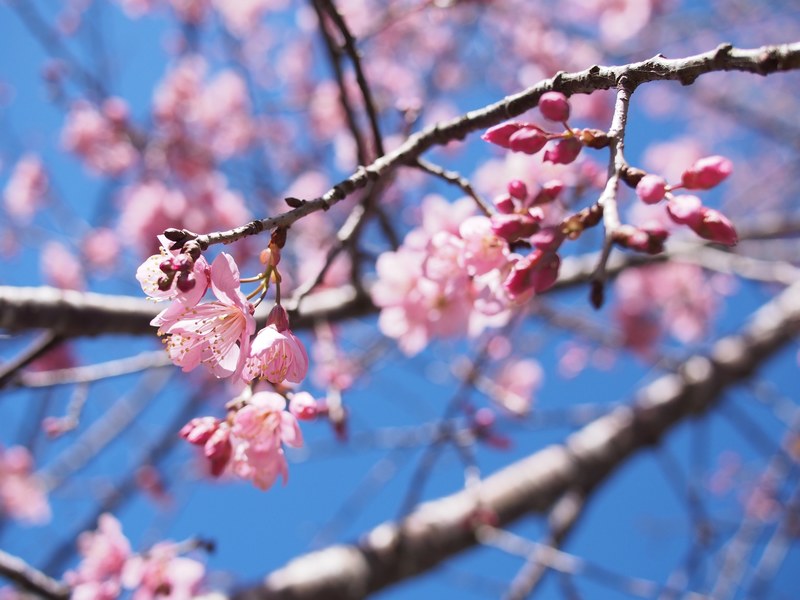 pink cherry blossom tree branch in bloom in spring with blue sky, cherry blossom sky 4k