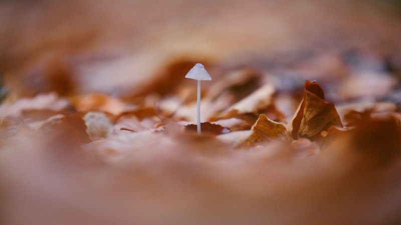 single wild mushroom sprouts in the fallen leaves, fall fungi 4k