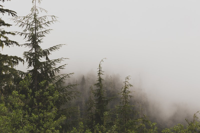heavy fog over a pine forest, dense mist over pine trees 4k