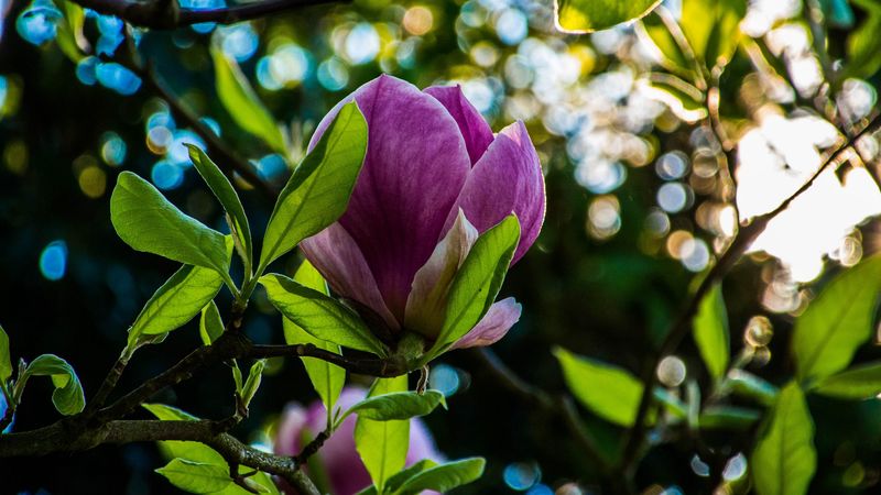 flower, branch, petals, glare, 4k