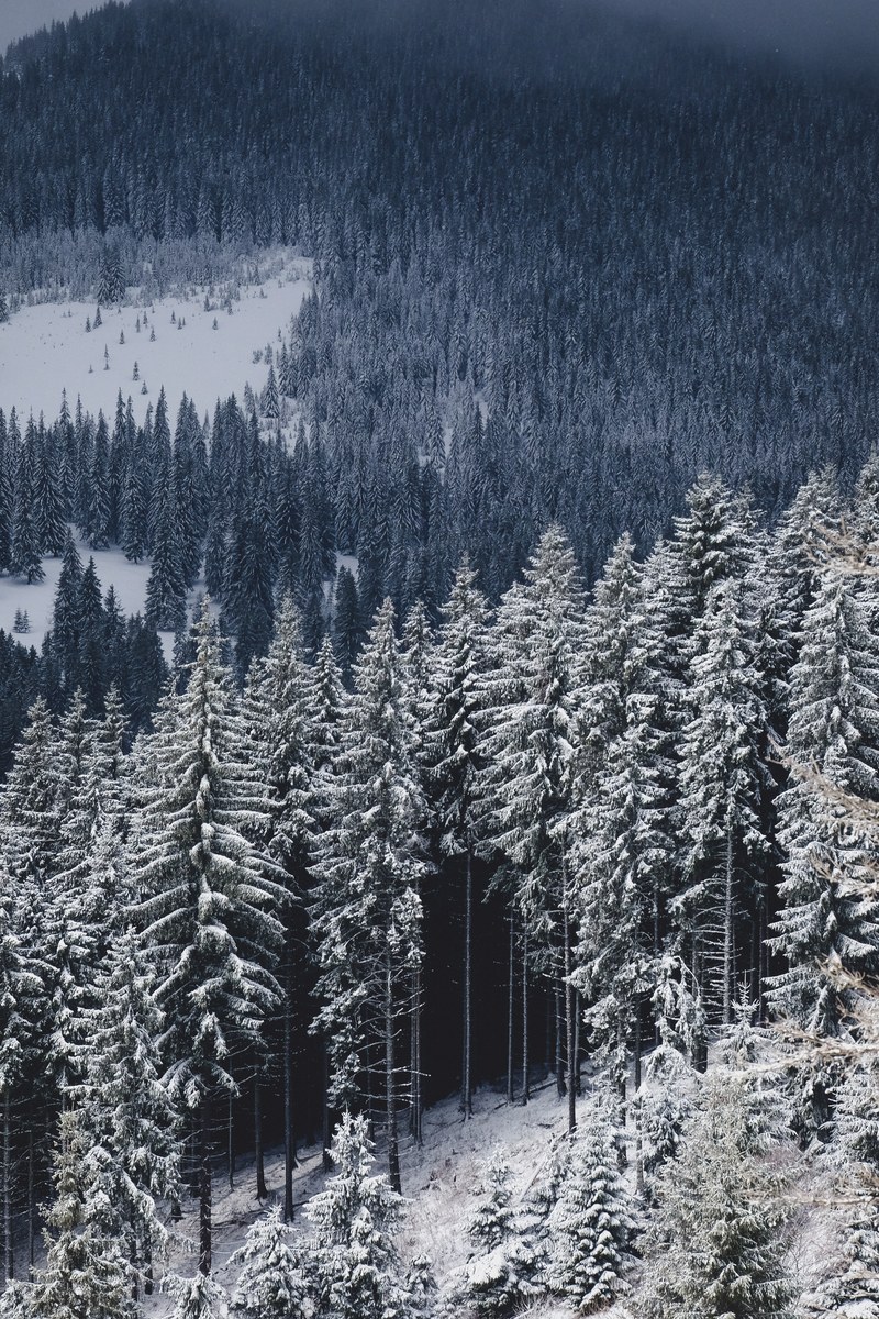 an image captured by a drone flying above a snow covered forest, sea of snowy trees 4k