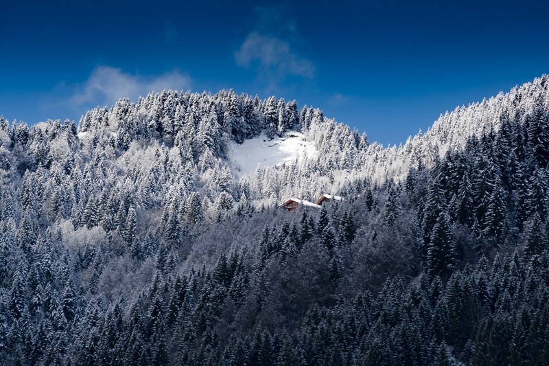 a cabin in the middle of a snowy forest trees, a cabin among the snowy forest 4k