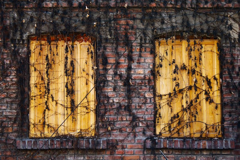 shutter vine brick and wall 4k
