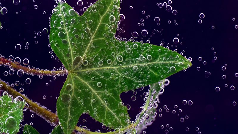 ivy, leaf, drops, closeup, 4k