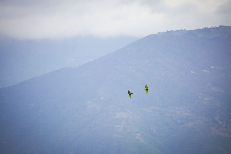 canyon oaxaca macaw and green macaw 4k