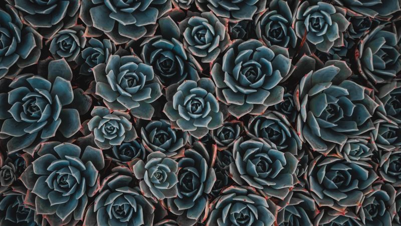 echeveria, succulent, flowers, houseplant, 4k