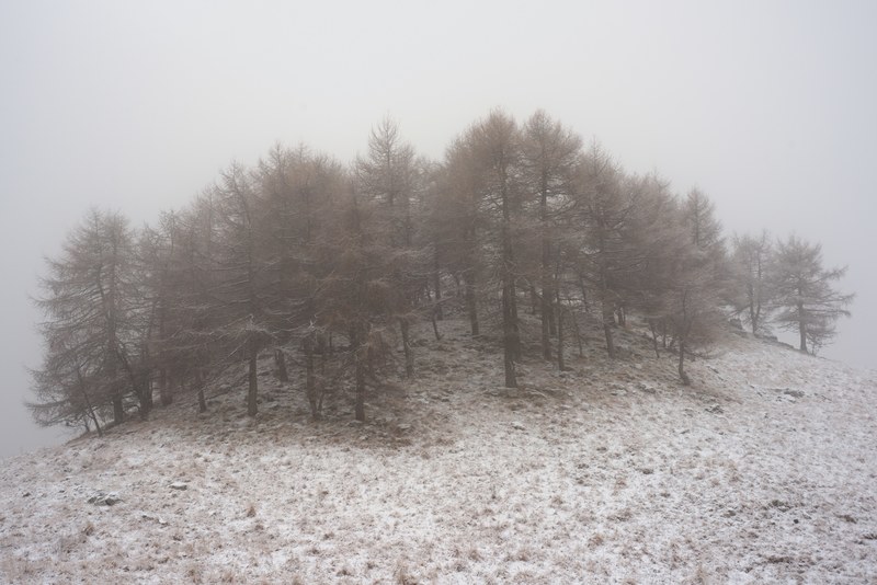 a clump of trees on top of a snowy hill on a foggy day, trees on the hilltop 4k