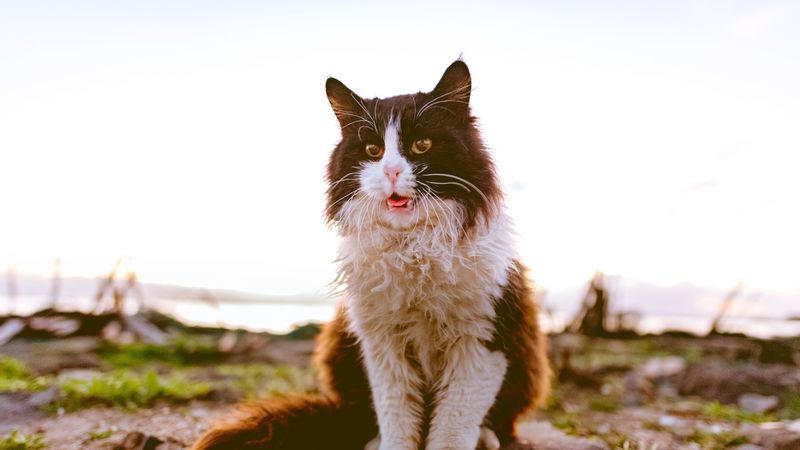 cat, fluffy, sitting, spotted, 4k