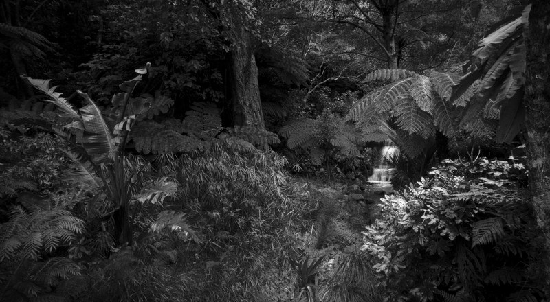 tropical black and white plant and garden 4k