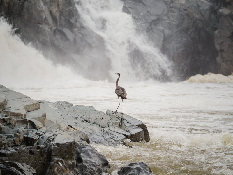 bird great fall national park and river 4k