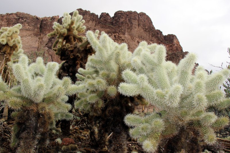 superstition spring desert arizona and cactu 4k