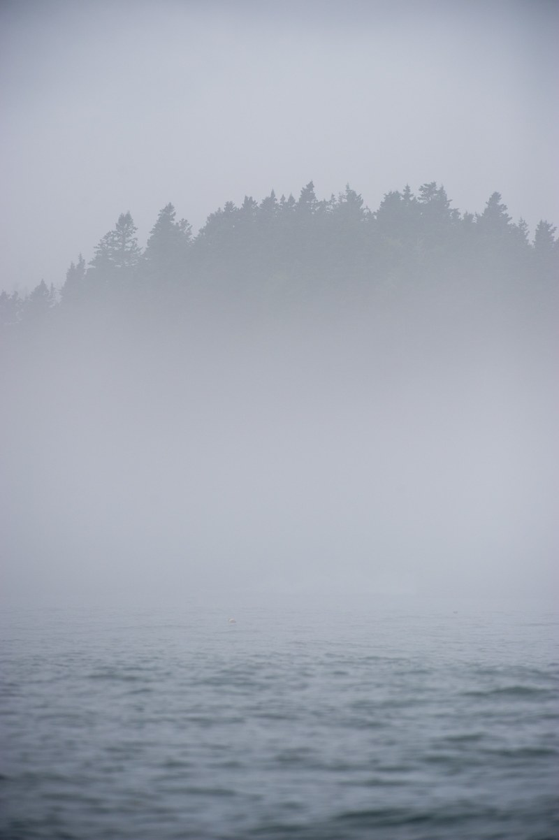 silhouette of foggy forest on a misty morning by the lake, foggy maine coastline 4k
