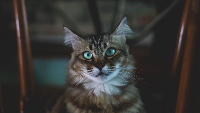 cat, muzzle, fluffy, blue-eyed, 4k