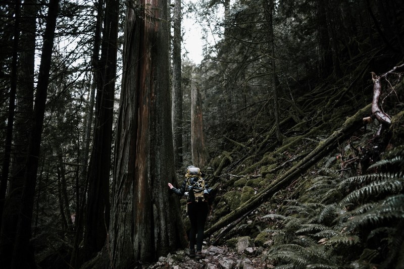 a long hiker standing next to a massive tree by a rocky slope, people in the trees 4k