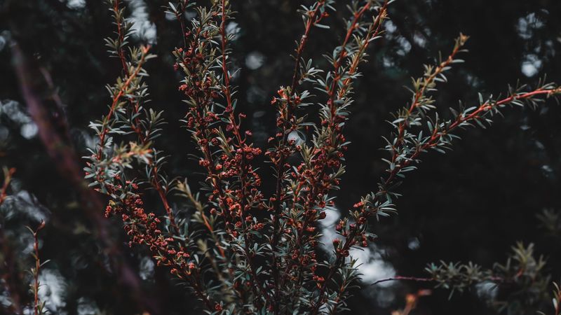 plant, bush, branches, 4k