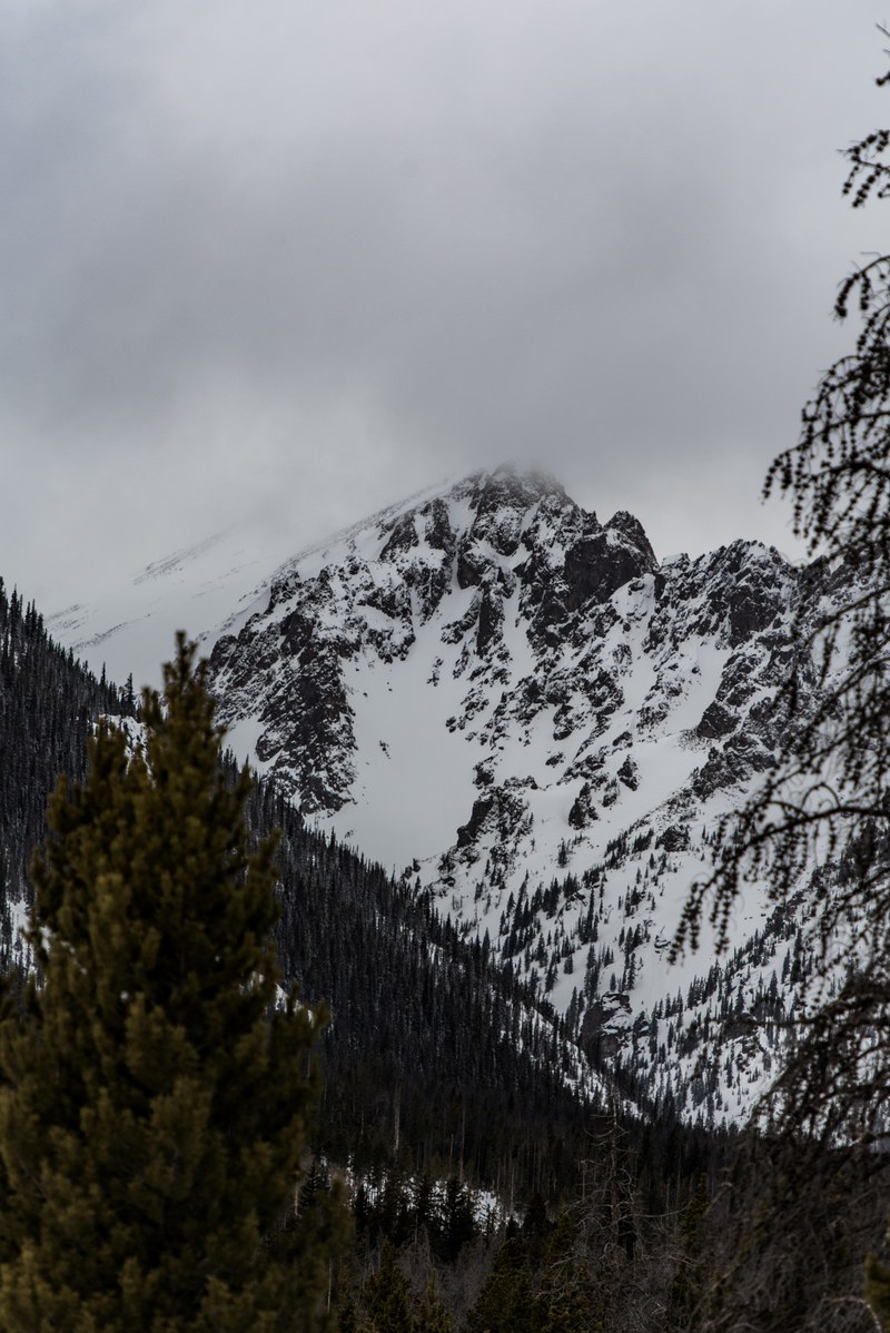 mountain pine snow and winter hd, 4k