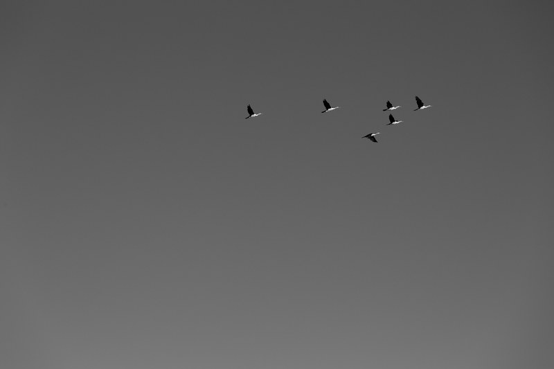 minimalist simple black and white and graphic 4k