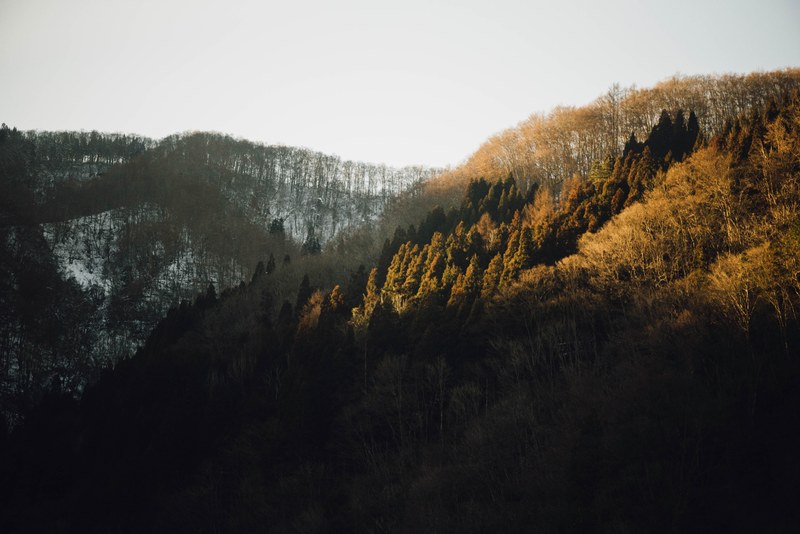 alp outdoor tree and cloud 4k