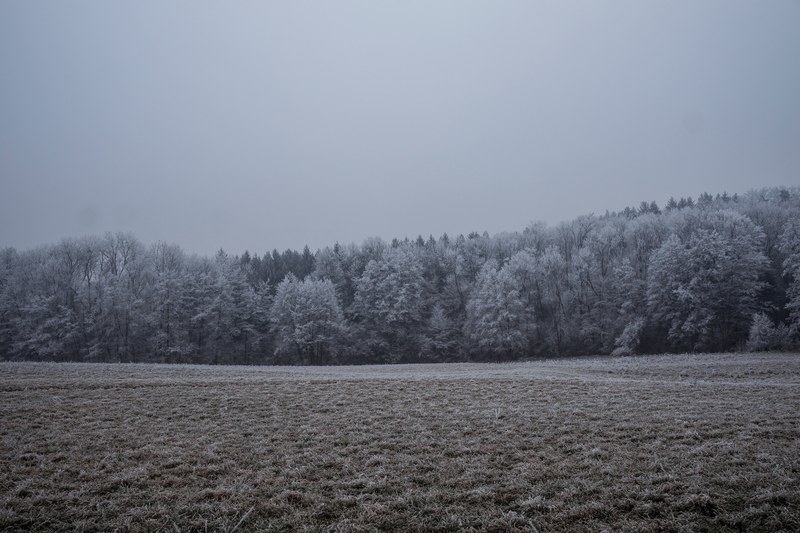 a grassy field near a forest covered with frost, frost on grass and trees 4k