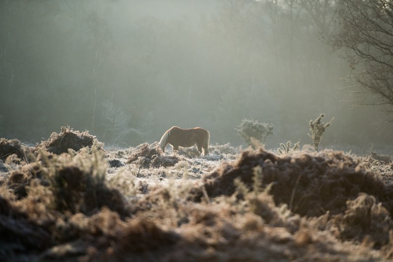 view on dry shrubs with a brown horse grazing on the grass in the distance, new forest pony in the fog 4k