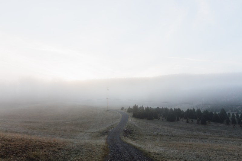 rural road near farm field and pine trees on a foggy morning, beautiful morning 4k