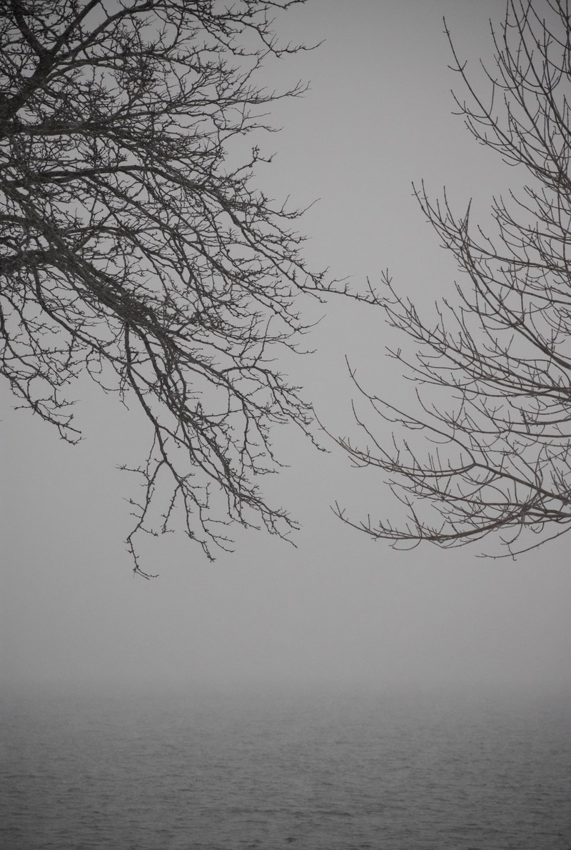 framed in fog 4k