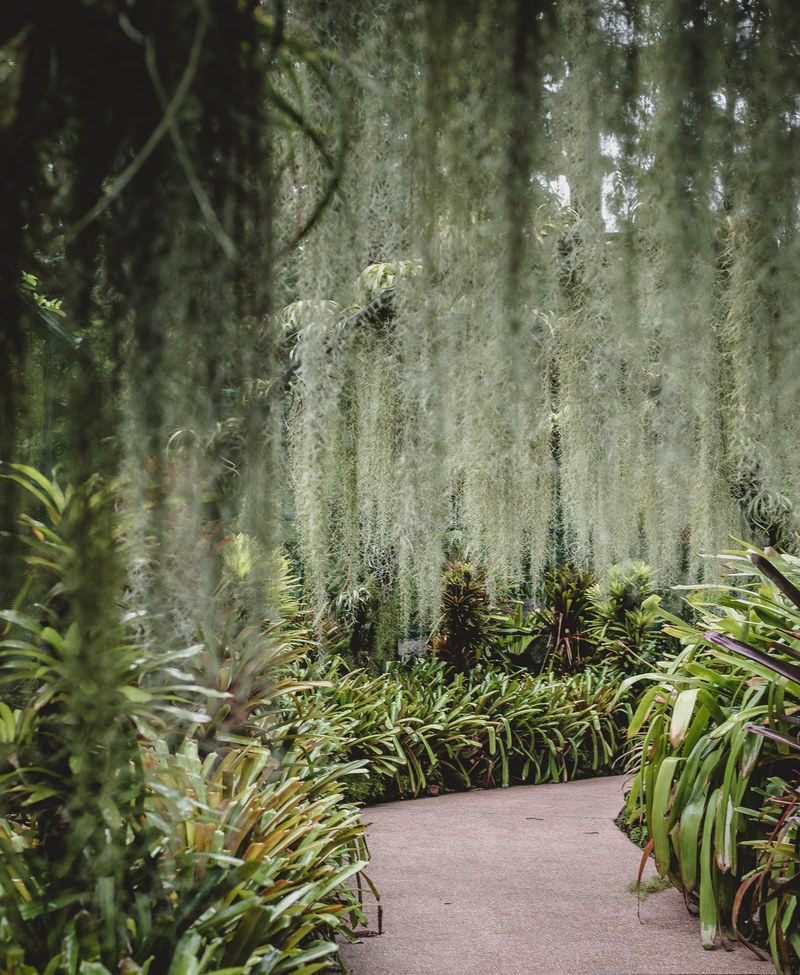 singapore botanic garden 4k