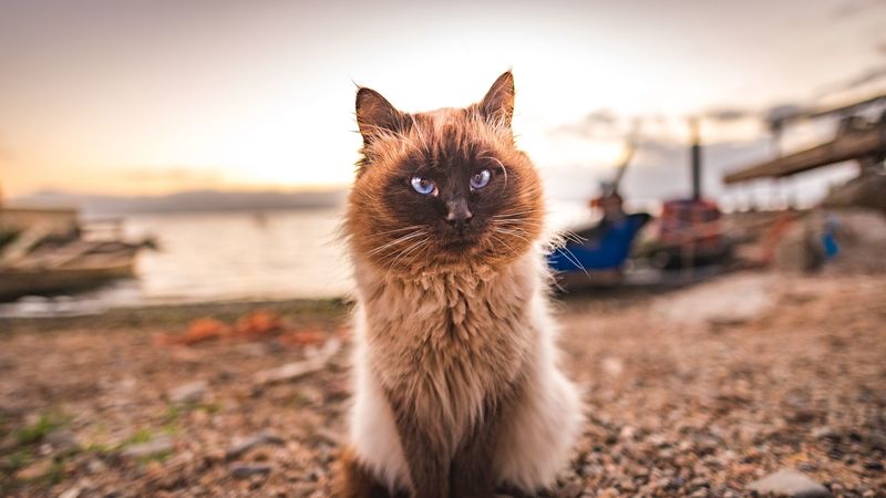 cat, fluffy, sitting, muzzle, 4k