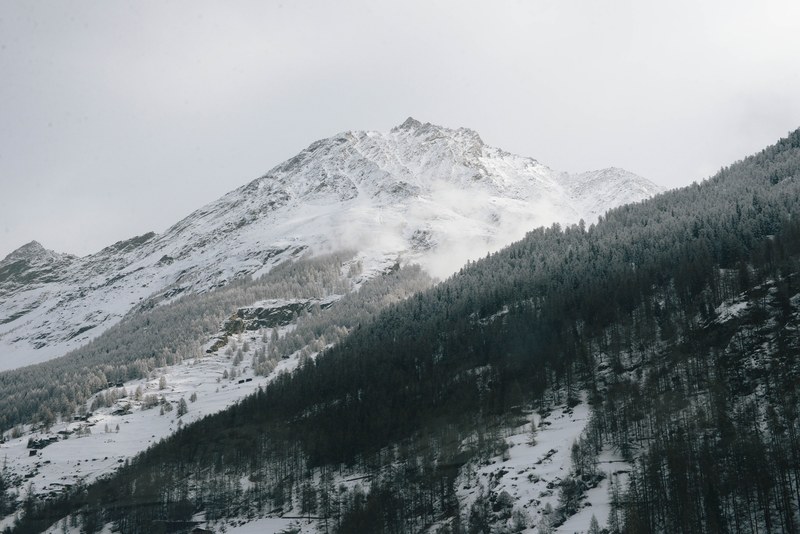 alp tree swissalp and zermatt 4k