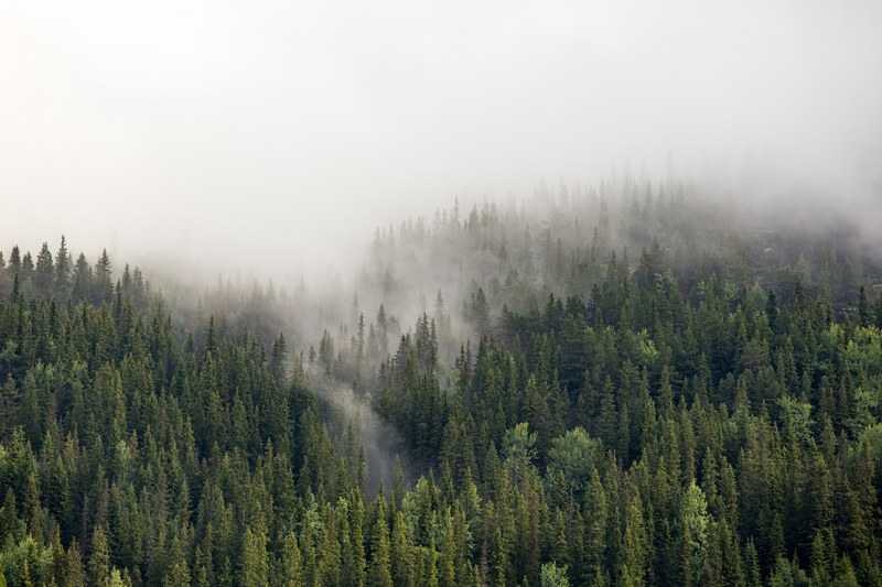 mountain fog forest and tree 4k