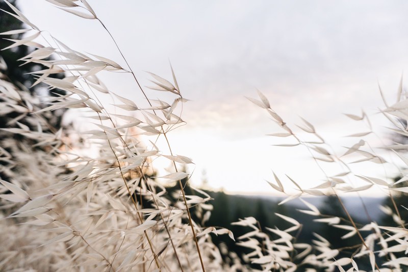 sunrise flower weed and mountain 4k